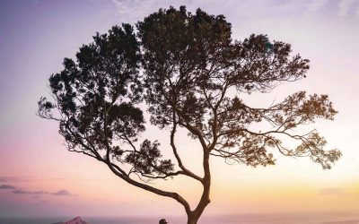 “Take A Break” – 10 min audio (click tree to play)